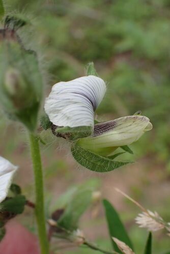 Image of Crotalaria burkeana by no rights reserved