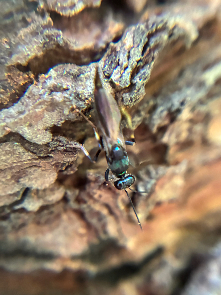 Balcha indica from Fenimore Ln, Gladwyne, PA, US on May 11, 2025 at 02: ...