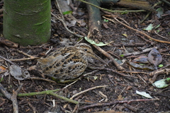 Coenocorypha pusilla