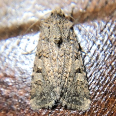 Anarta trifolii