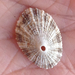 Rough Keyhole Limpet - Photo (c) Susan J. Hewitt, some rights reserved (CC BY-NC), uploaded by Susan J. Hewitt