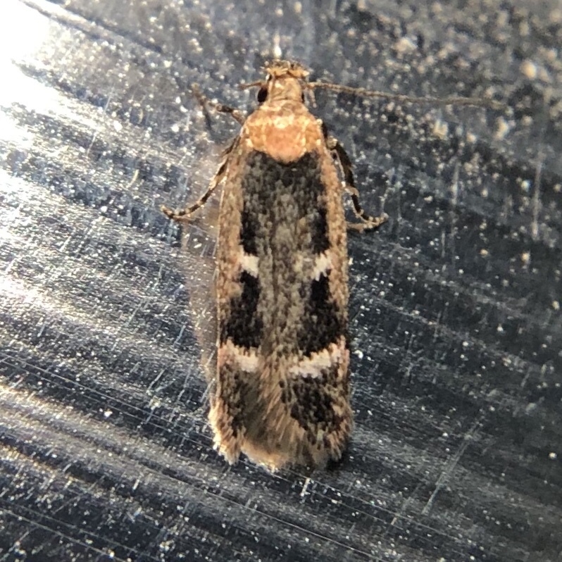 Gelechia ribesella