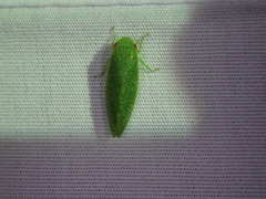 Rugosana