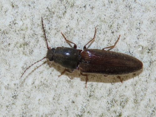 common brown click beetle, Voorschoten, Nederland, photo 6 of 10