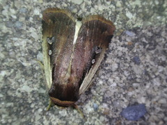 Ochropleura