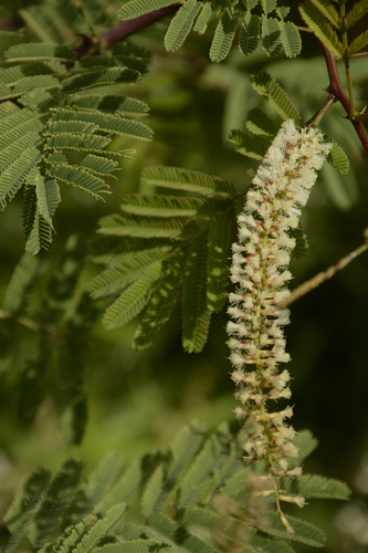 Acacia chundra