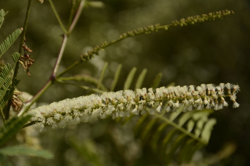 Image of Senegalia chundra by (c) Siddarth Machado, some rights reserved (CC BY)