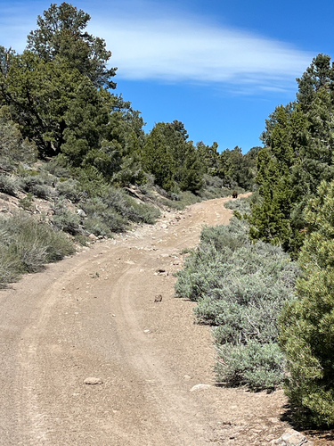 American Black Bear photographed in Nevada