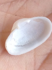 Kellia laperousii