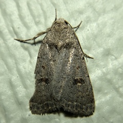 Abagrotis trigona