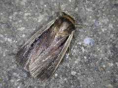 Ochropleura