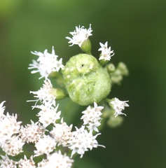 Schizomyia eupatoriflorae