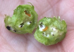 Schizomyia eupatoriflorae