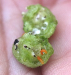 Schizomyia eupatoriflorae