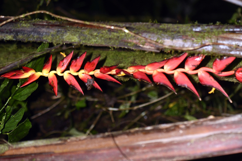 Image of Heliconia pogonantha by (c) Tom Kennedy, some rights reserved (CC BY)