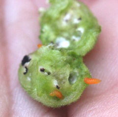 Schizomyia eupatoriflorae