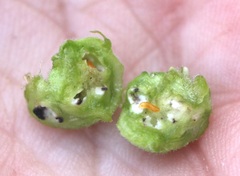 Schizomyia eupatoriflorae