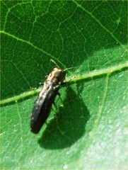 Agrilini