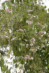 Oxystelma esculentum