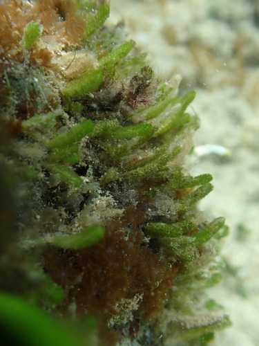 Caulerpa webbiana observed 2025-05-11