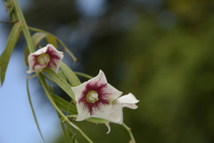 Oxystelma esculentum