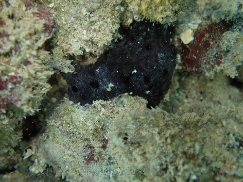 Chelonaplysilla violacea, 2025-05-11