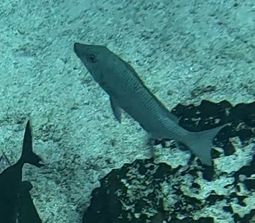 Longface emperor, Palau (placeholder photo)