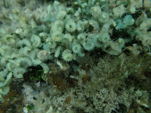 Caulerpa serrulata observed 2025-05-11