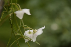 Oxystelma esculentum