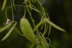 Oxystelma esculentum