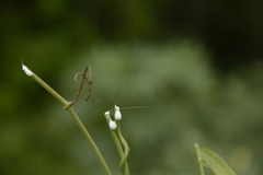 Oxystelma esculentum