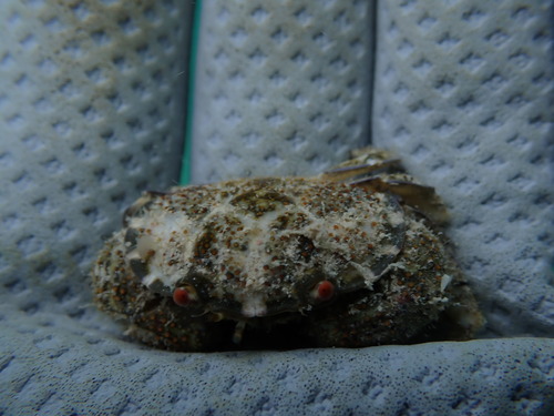 Platypodia observed 2025-05-11