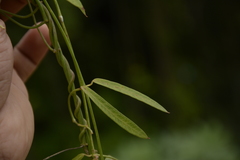 Oxystelma esculentum