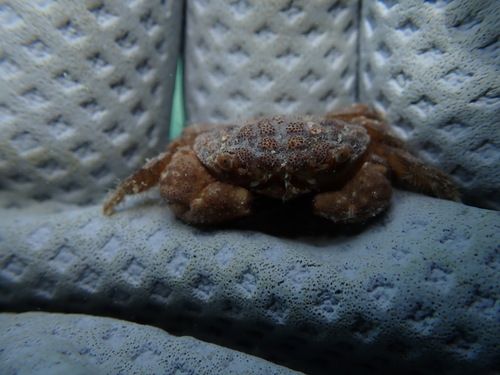 Pilodius areolatus observed 2025-05-11