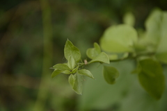 Azima tetracantha