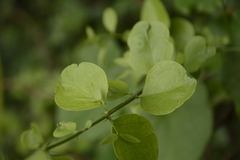 Azima tetracantha