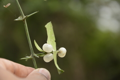 Azima tetracantha