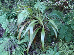 Cordyline indivisa