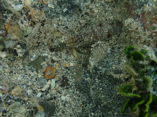 Holothuria hawaiiensis, 2025-05-11