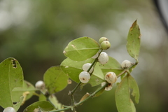 Azima tetracantha