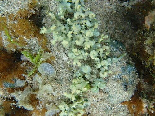 Caulerpa serrulata observed 2025-05-11
