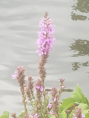 Lythrum salicaria