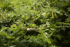 Derris scandens
