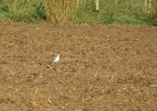 Black-crowned Monjita (Neoxolmis coronatus), photo 2