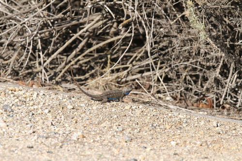 iNaturalist observation photo of Western Fence Lizard