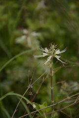 Orthosiphon aristatus