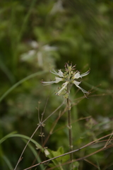 Orthosiphon aristatus