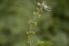 Orthosiphon aristatus