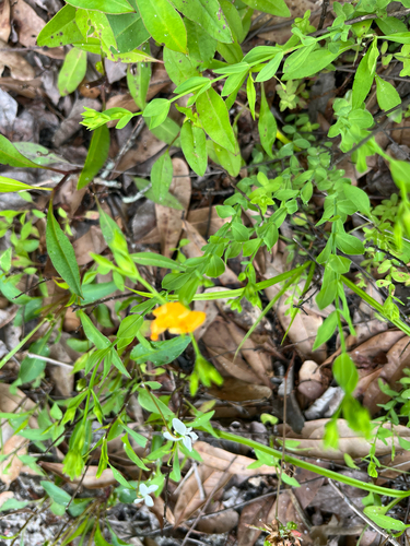 Coppery St. Johnswort (Hypericum denticulatum)