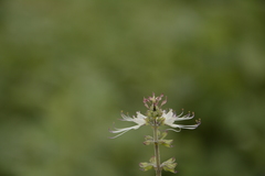 Orthosiphon aristatus